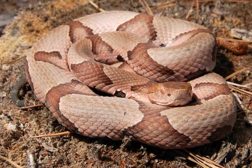 La serpiente de cabeza cobriza o copperhead.
