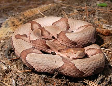 La serpiente de cabeza cobriza o copperhead.