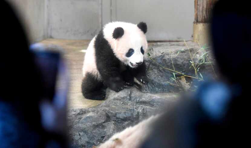 Unos visitantes observan a la panda bebé Xiang Xiang en el Zoológico Ueno en Tokio, el...