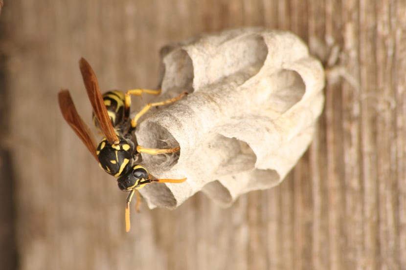 Soapy water can get rid of a yellow jacket nest, but kill them only if you have to.