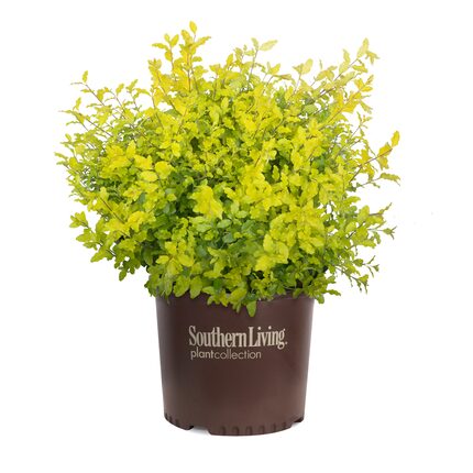 'Sunshine' Ligustrum