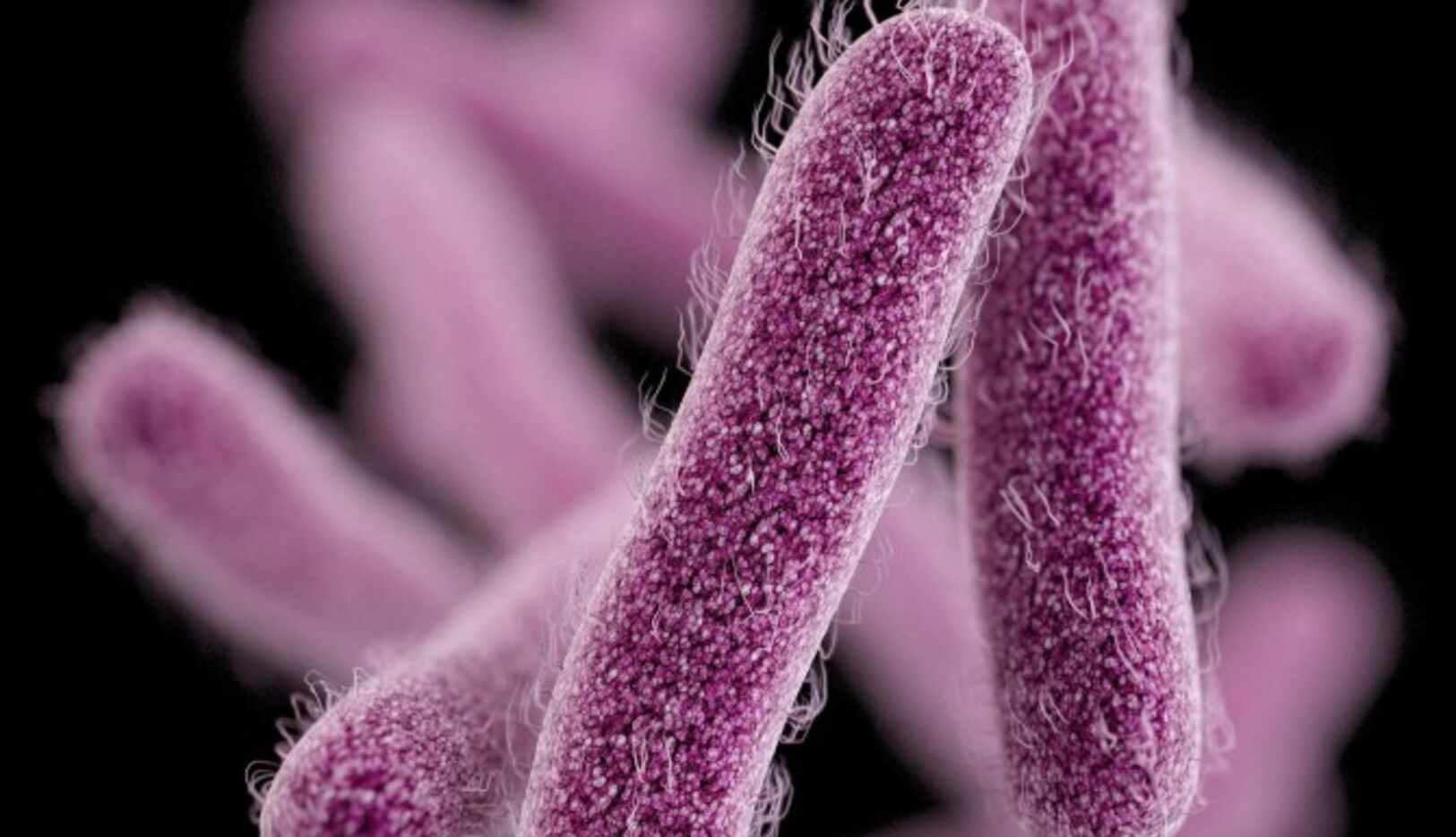 La bacteria shigella se ha propagado por Estados Unidos.(AP)
