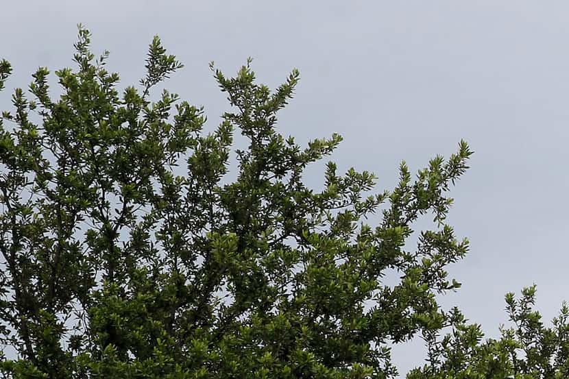 A new park in Southlake is dedicated to one of the area's founding families. (Tom Fox/The...