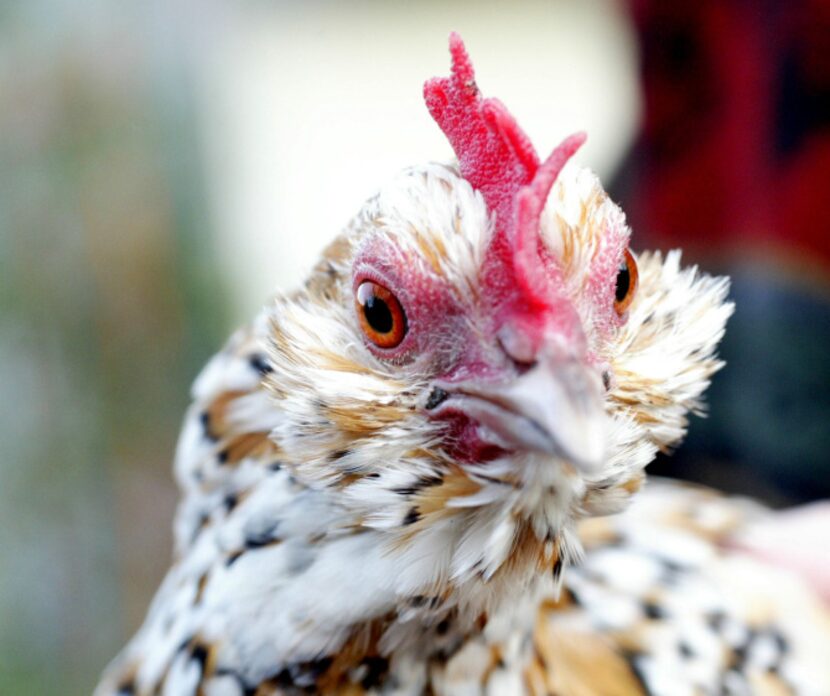 Flora. Individual chicken portraits from Mariana Greene's collection. Shot December 8, 2006.