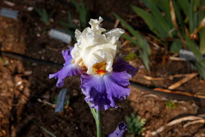 A 'Smithsonian Bound' iris bloom at the home of Pat Norvell. 