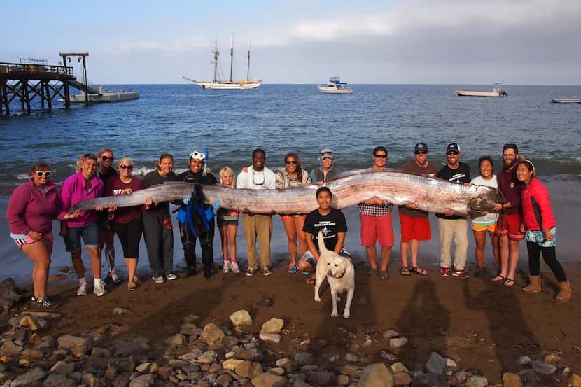 This photo released courtesy of the Catalina Island Marine Institute taken on Sunday Oct....