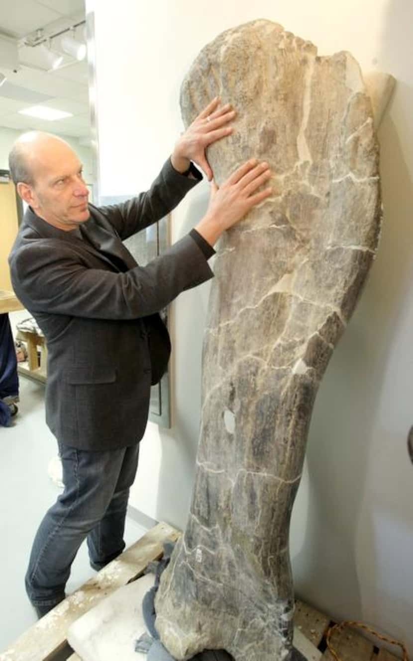 
Paleontologist Kenneth Lacovara of Drexel University, with the humerus of Dreadnoughtus...