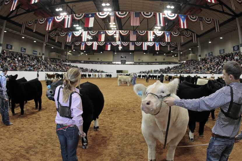 Entrants in the Junior Steer Show line the Watt Arena at the Fort Worth Stock Show and Rodeo...