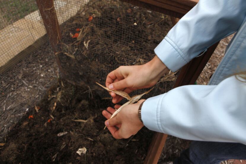 Volunteer Emma Livingston breaks apart larger pieces that will compost faster at Plano...
