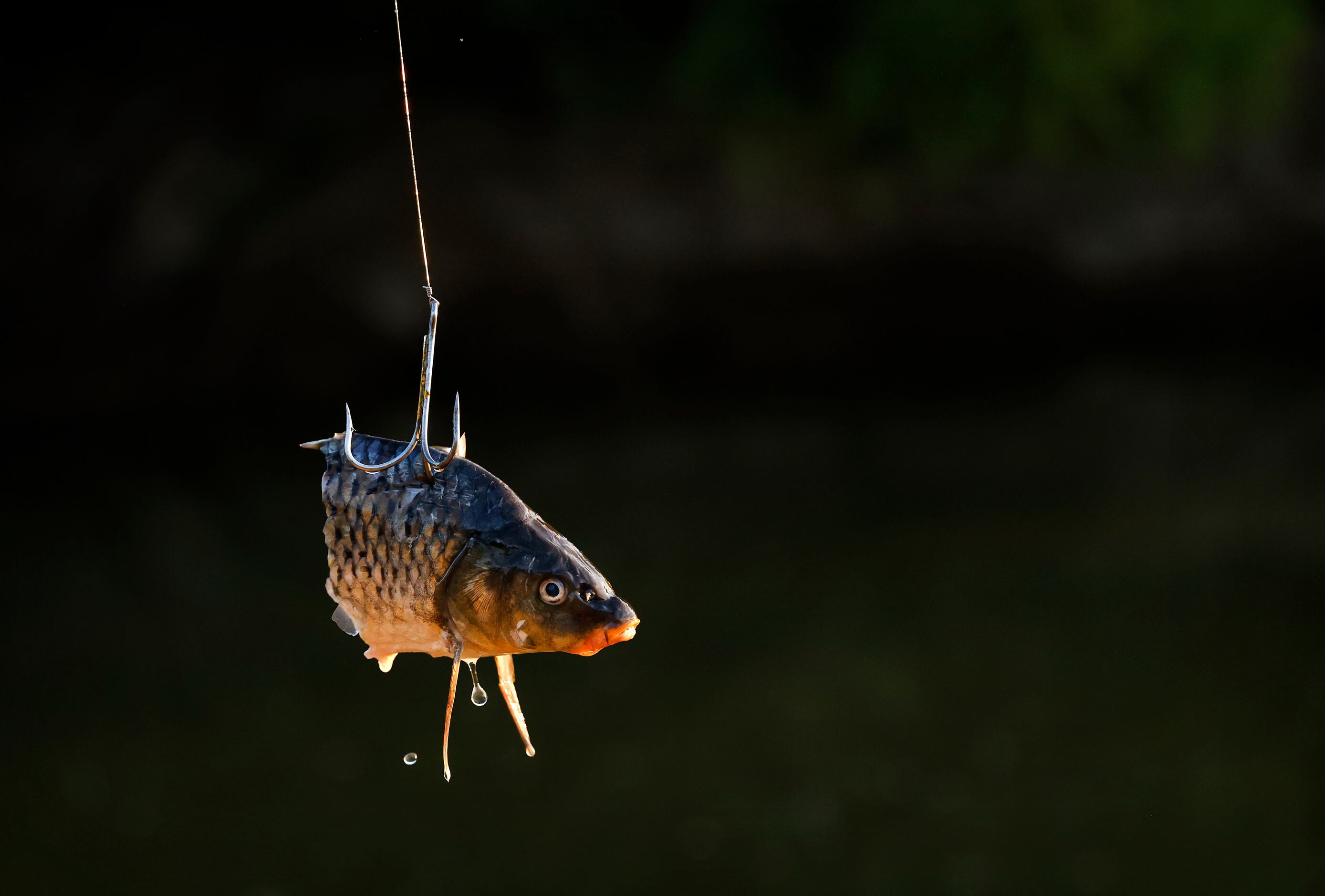 A carp head dangles on a treble hook before being cast into the Trinity River. Odell Allen...