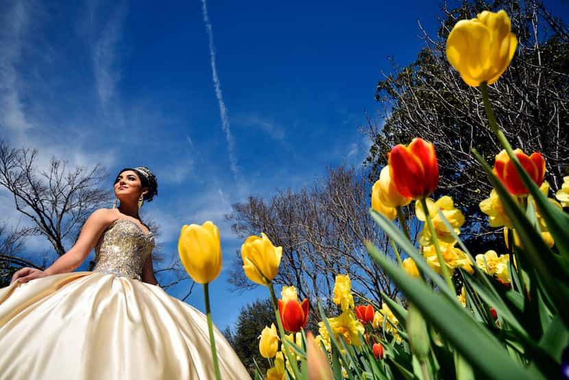 Hannah Granado poses for a portrait in her Quinceanera dress at the Dallas Arboretum. 