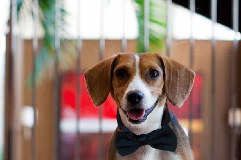 Higgins, Hotel Palomar's director of pet relations, will greet guests at the Dog Days of...