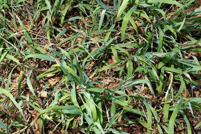 To get the  drop on dallisgrass, you have to start in the spring. To kill existing plants,...