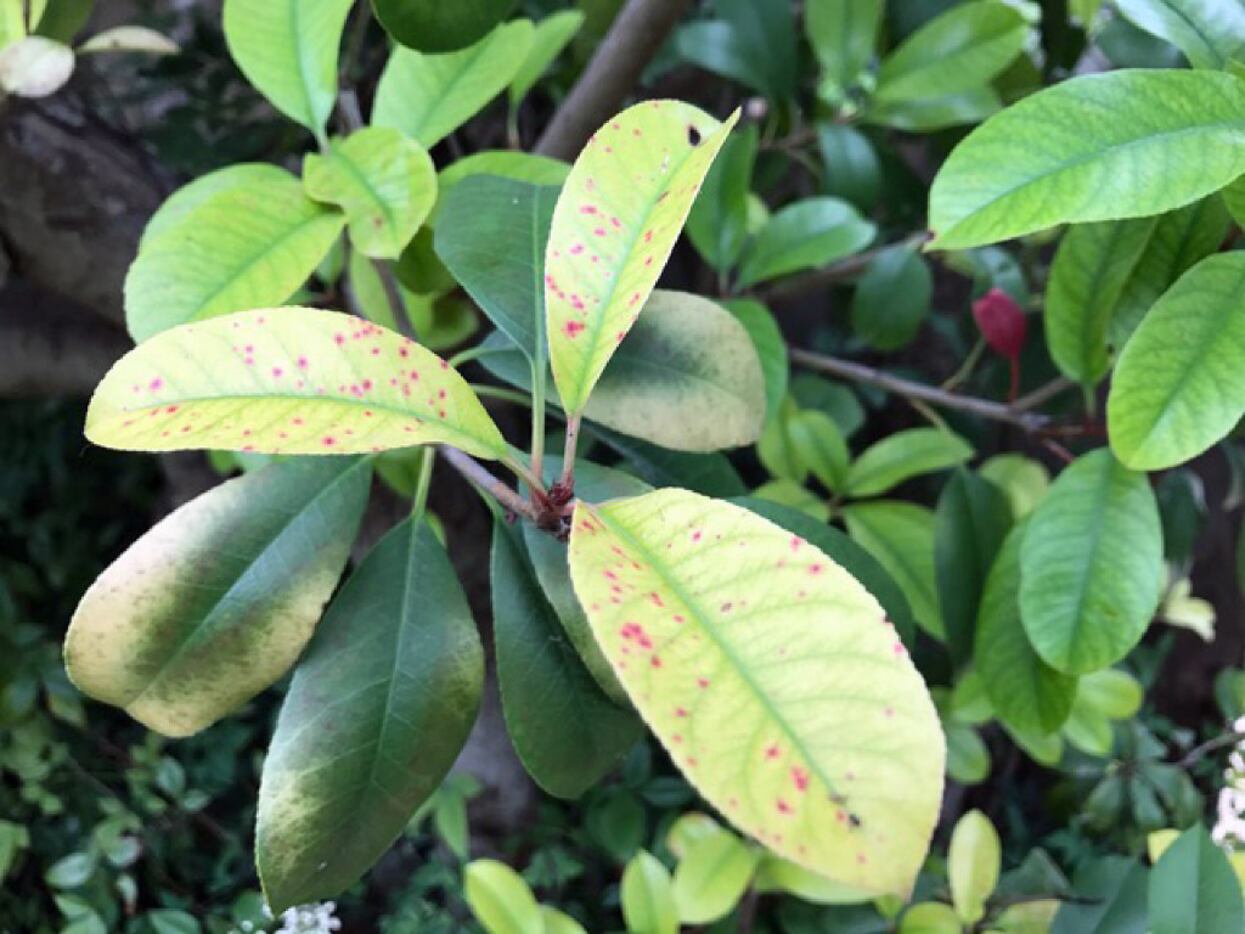 Stage 2 of photinia leaf spot and related chlorosis. 