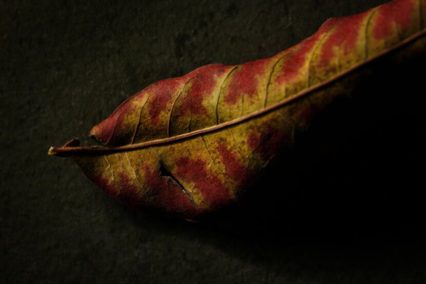 Chinese pistache leaf, photographed November 25, 2013.
