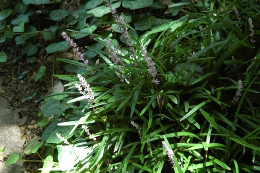 Liriope is a flowering ground cover.