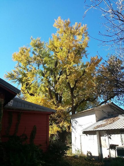 The state champion ginkgo, estimated to be about 250 years old, lives in the East Texas town...