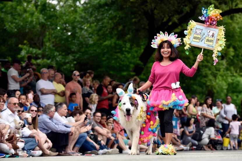 Eka Tris of Plano and her Bernese mountain dog, Boo Boo, marched during the pooch parade at...