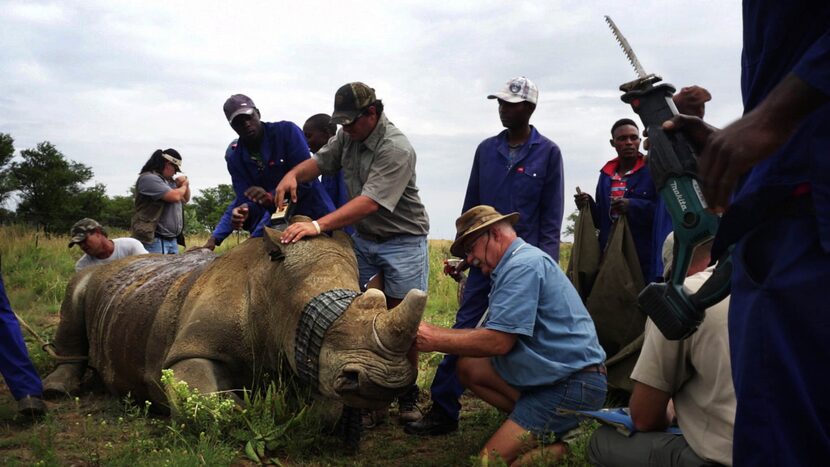 Big-game hunters in "Trophy."