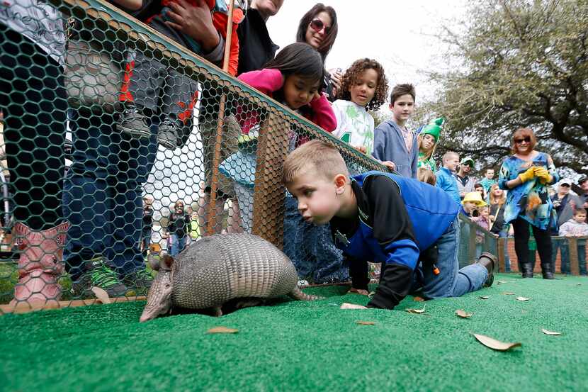 Cameren Melton, 6, blows on "Lane 2's" tail during an armadillo race during the Fort Worth...