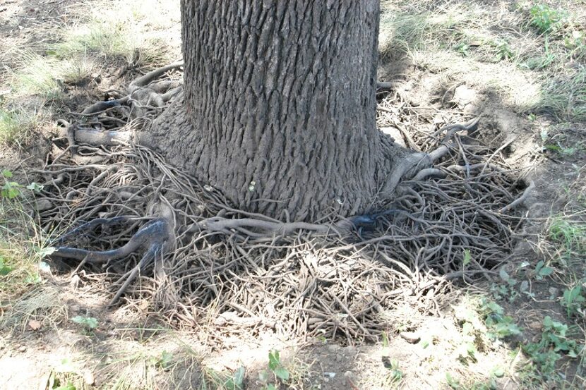 "Bird's nest roots" that should be completely pruned away. 