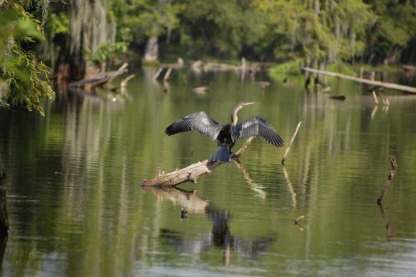 A swamp tour revals a wide range of wildlife, including waterfowl.