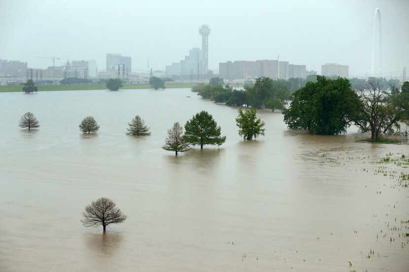 Trees in Trammell Crow Park are surrounded by high water in the swollen Trinity River flood...