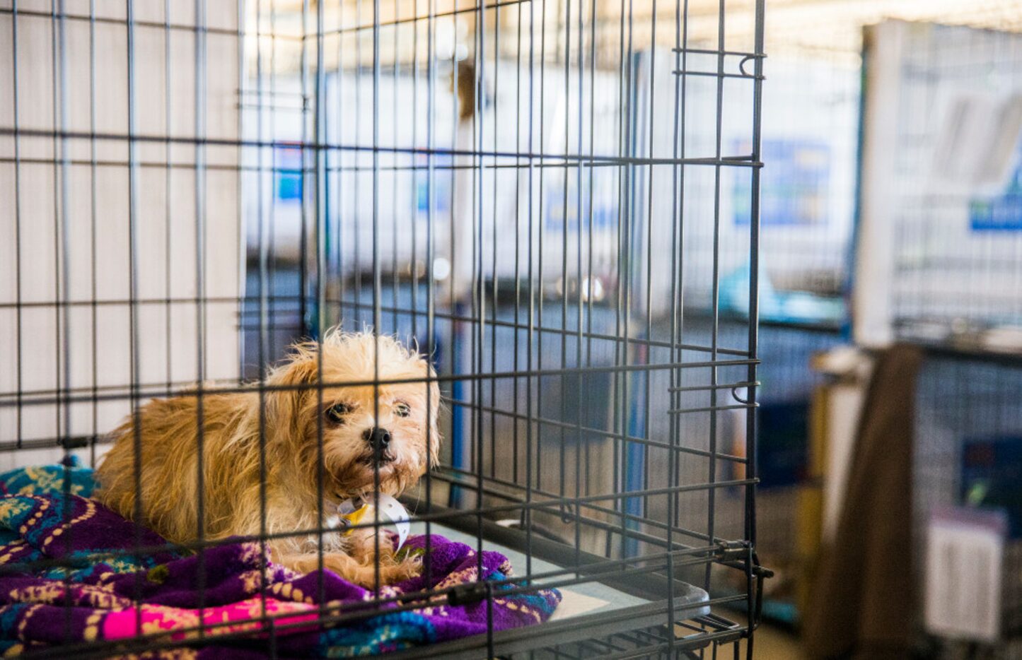 A dog rests in a temporary shelter at the former Reunion Arena parking garage for pets...