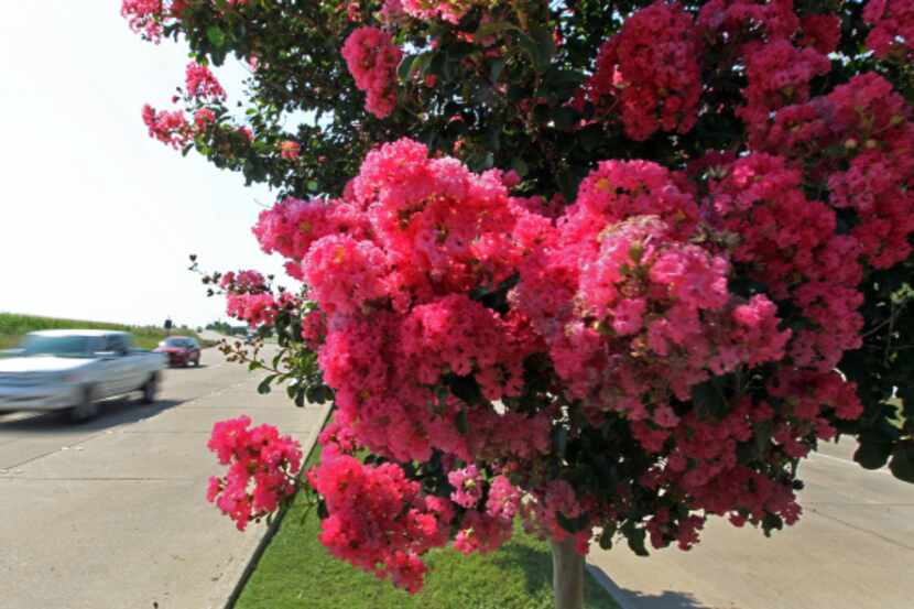 Thousands of crape myrtles line McKinney's roads, including these trees near the...