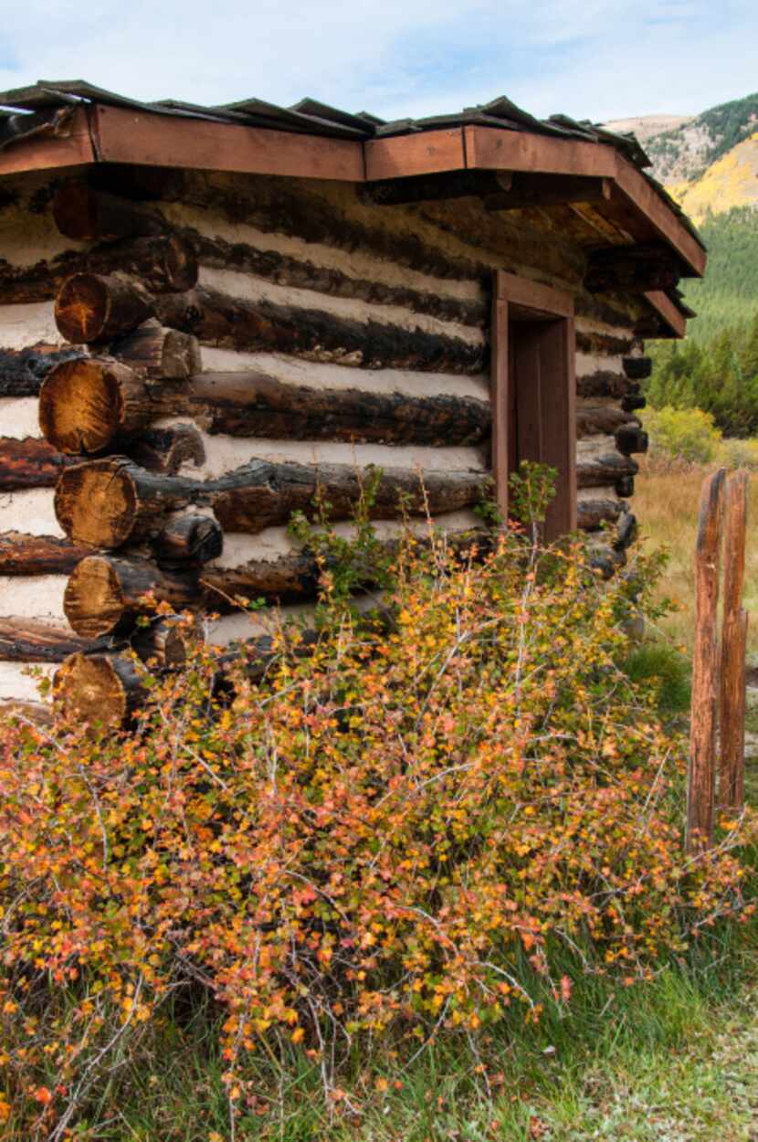 As this cabin in Winfield shows, autumn color in the Colorado Rockies comes from more than...