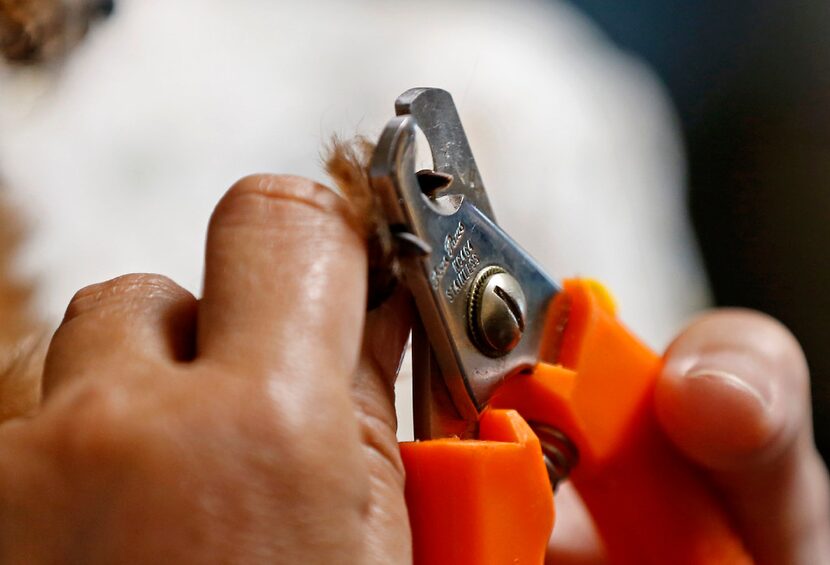 Molly, an 8-year-old Maltese, gets her nails trimmed during an in-home visit by Tri-City...