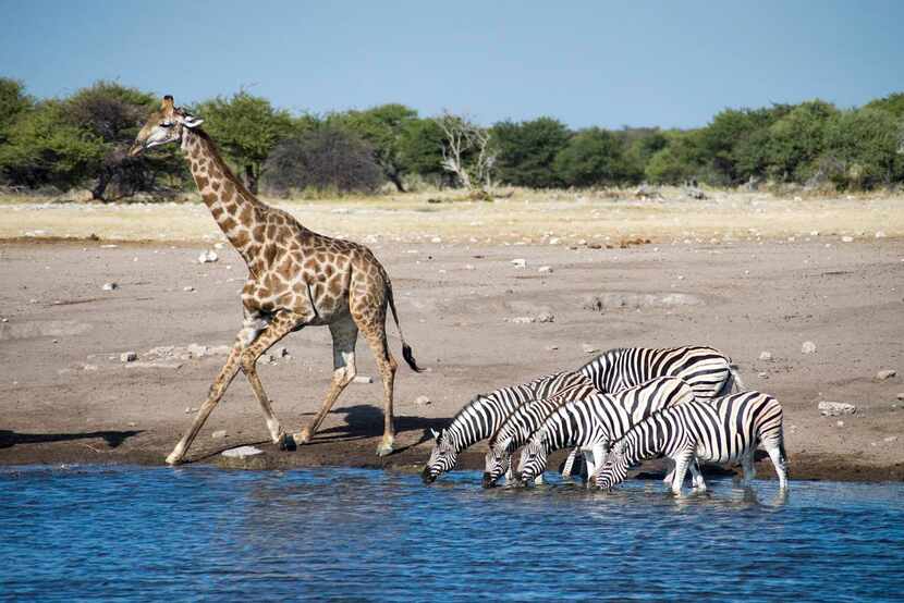 Namibia’s animal bounty  reveals itself at a spring in Etosha National Park.