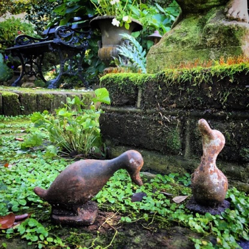 Wild ducks have been known to visit Mrs. Emily Whaley's Charleston garden, said by some to...