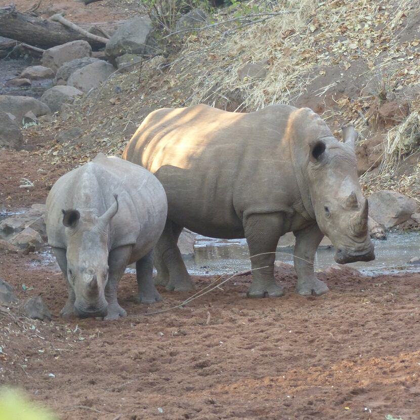 White rhinos at Mosi-oa-Tunya National Park in Zambia are guarded round the clock from...