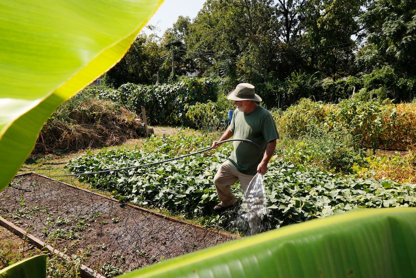 Don Lambert, founder of Gardeners in Community Development, waters vegetables in the Live...