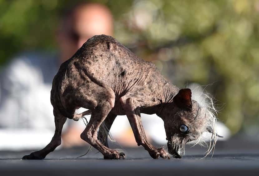 Sweepee Rambo, a Chinese Crested, is presented to judges during the World's Ugliest Dog...