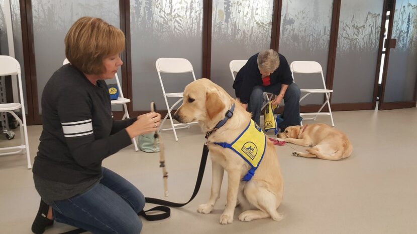 Puppy raiser Michelle Sudduth prepares Danny for leash training during the Canine Companions...