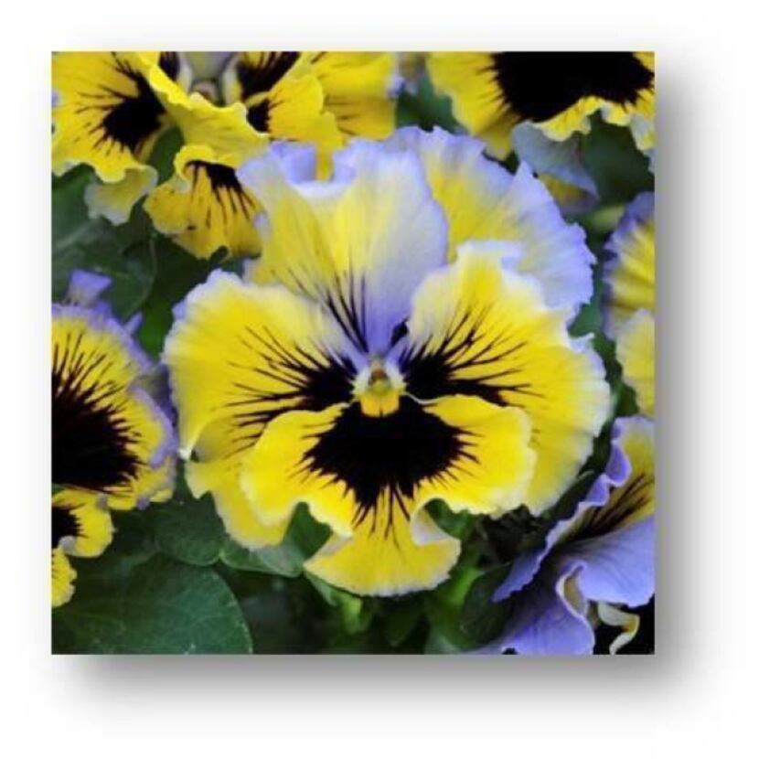 Frizzle Sizzles are grown in multiple colors and combinations.