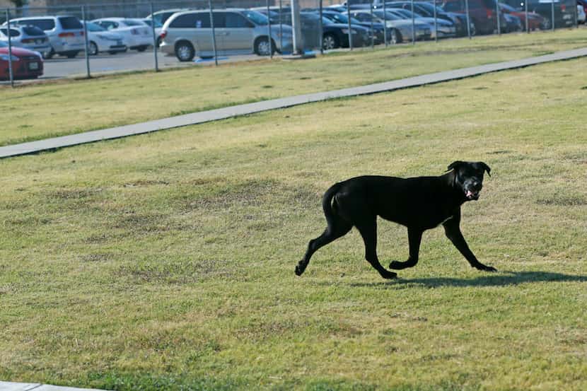 A stray dog runs from a Dallas Animal Services van in front of a southern Dallas elementary...