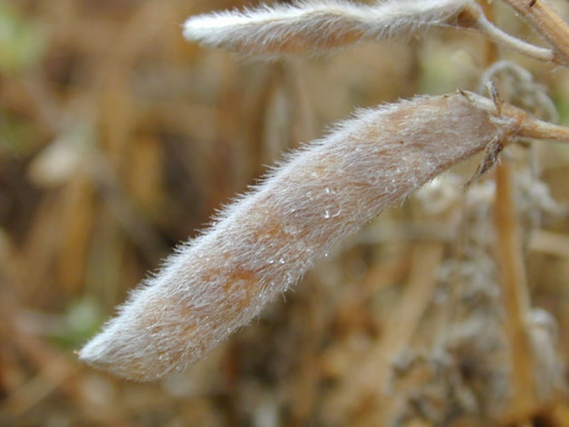 Close-up of Texas bluebonnet bean pod