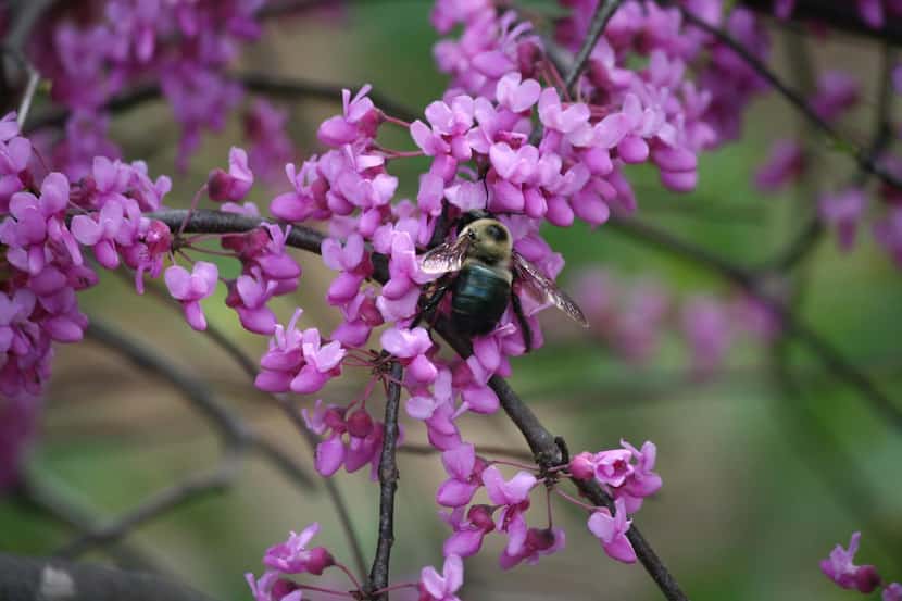 
Some native bees, including the Eastern carpenter bee on a redbud tree, nest in holes in...