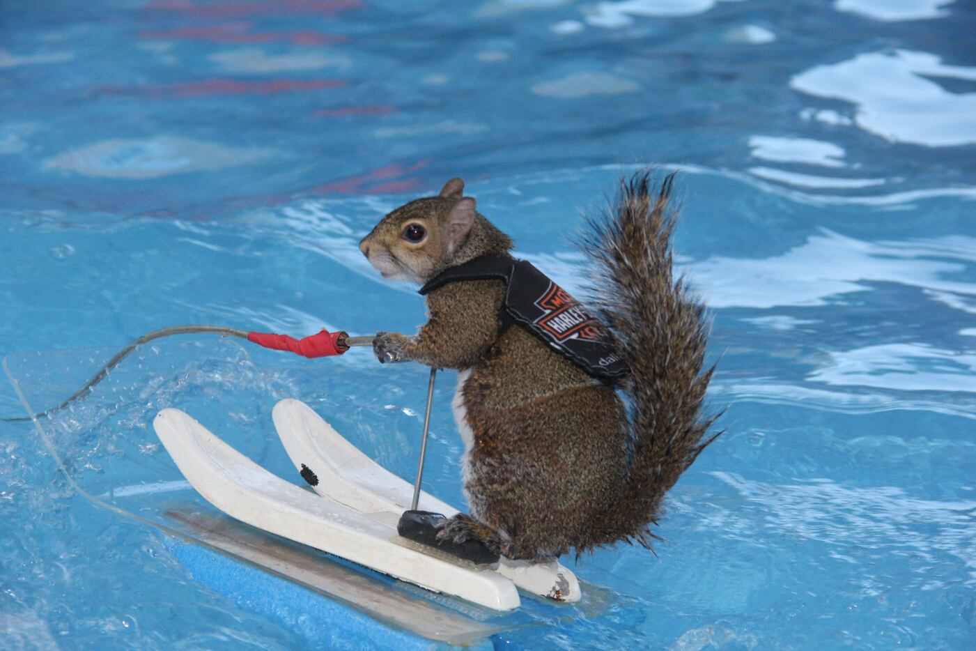 Twiggy the water skiing squirrel entertained the crowd at 105.3 The Fan's third annual...