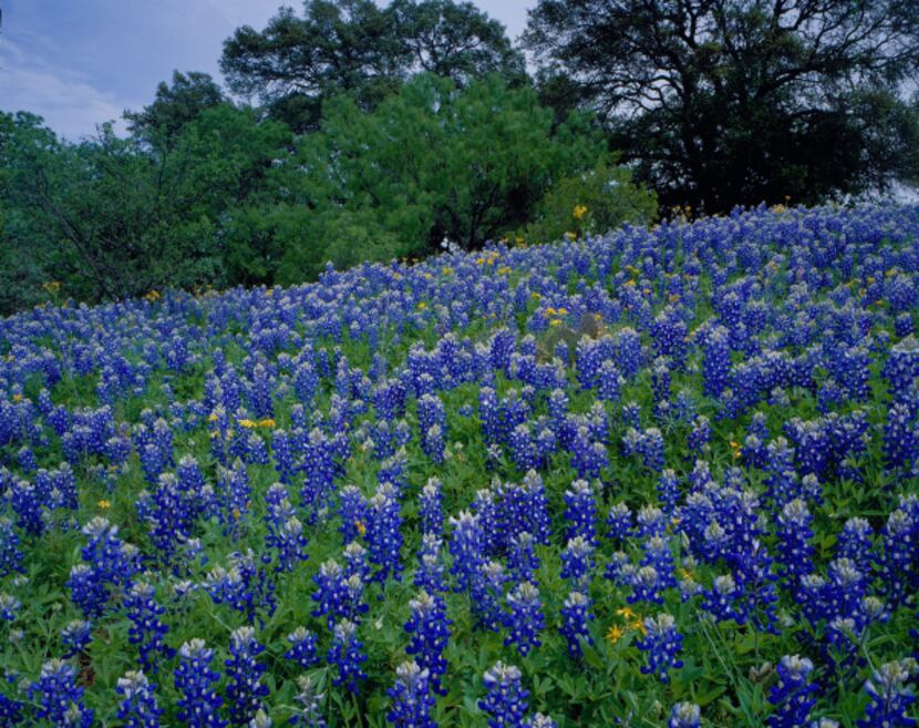 Rivers of bluebonnets delight viewers north of Fredericksburg in April.