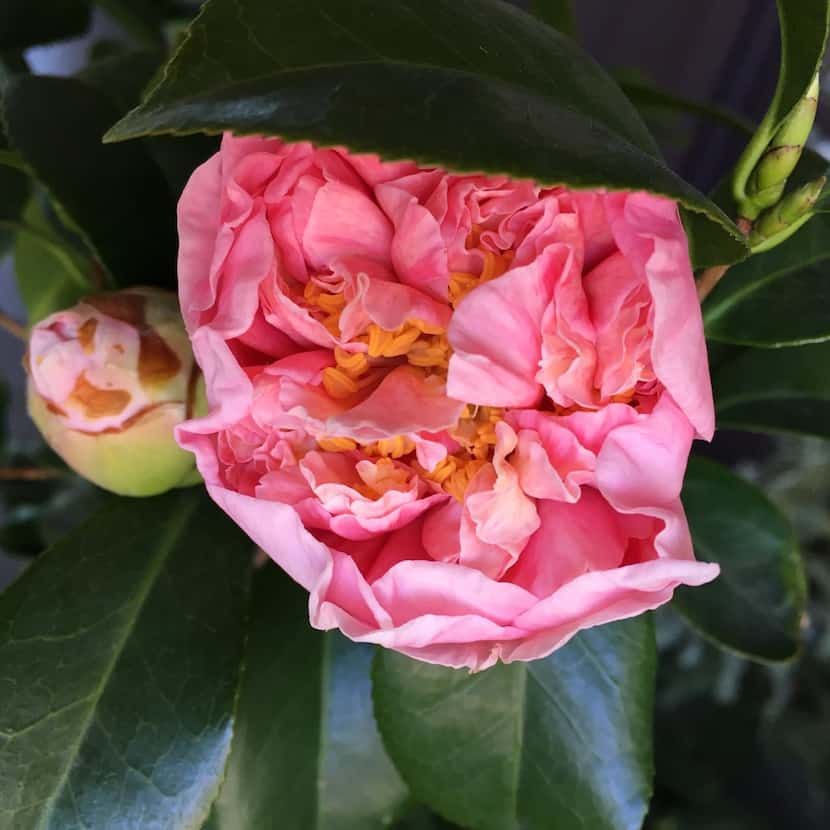 
The double blooms of Camellia japonica ‘Debutante,’ a longtime Dallas favorite, can be 4...