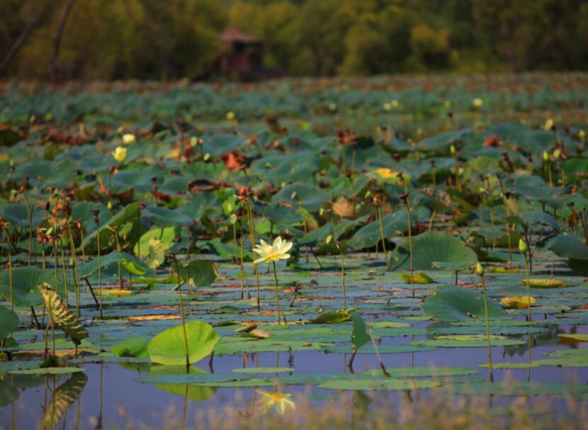 The preserve provides outdoor opportunities for hikers and kayakers and hosts stargazing,...