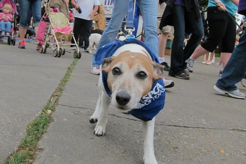 
The SPCA of Texas’ annual Strut Your Mutt, Saturday at Trinity Groves, includes a 5K timed...