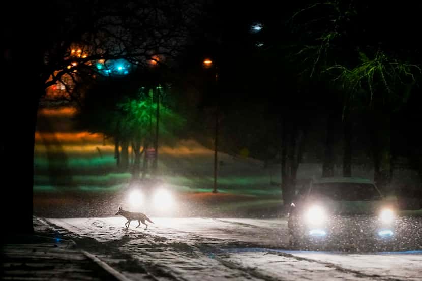 A fox or small coyote crosses Plano Road between cars moving through the Spring Creek Nature...