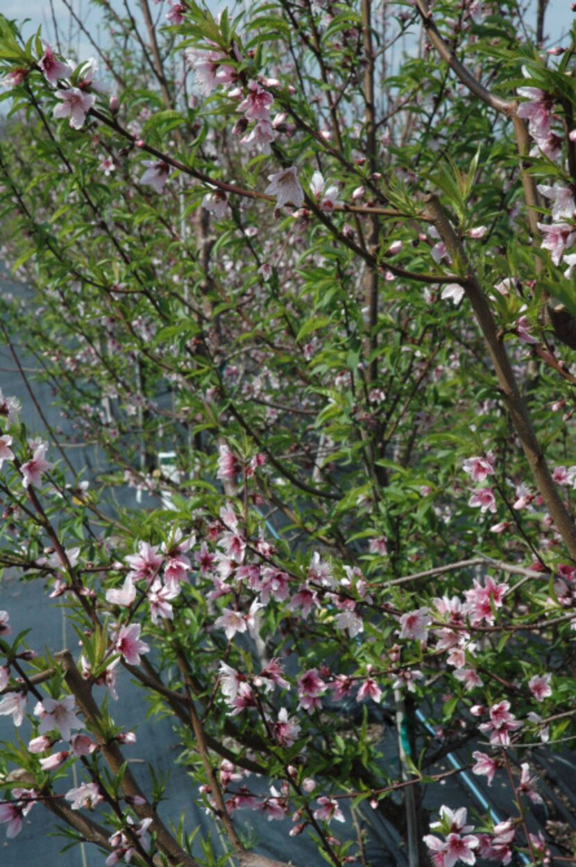 Rows of peach trees grow at at Texas A&M University research orchard.