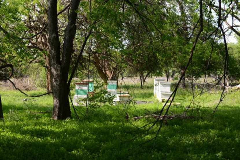 
Lewis and Houston's 10 hives produce around 80 pounds of honey. 
