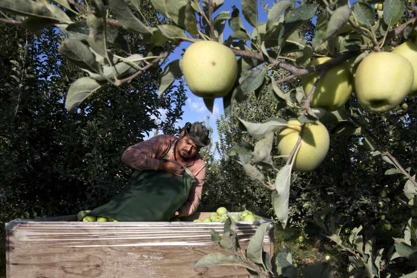Sergio García vacía una bolsa de manzanas que acaba de recoger en una granja de Wapato,...